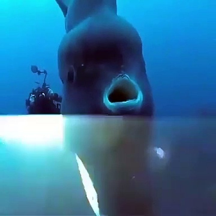 Des plongeurs tombent sur un énorme poisson-lune de 2 tonnes