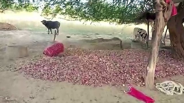 रेतीले धोरों में लाल प्याज की खेती, एक हैक्टेयर में पांच लाख की कमाई