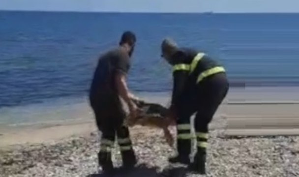 Brindisi - Salvata tartaruga Caretta Caretta blocca in vasca industriale (05.05.22)