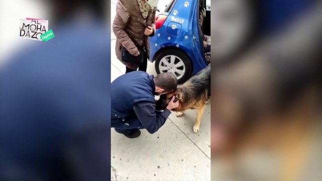 Perro vuelve a casa después de 7 años - Almohadazo Casero