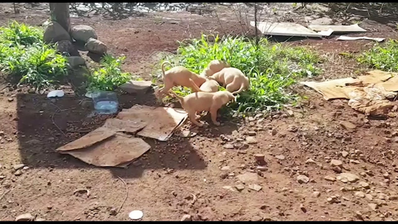 Filhotes abandonados em estrada rural estão disponíveis para adoção