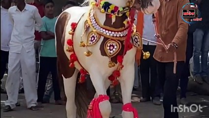 Khandeshi Horse Dance