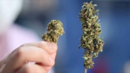 States Begin Research on Mental Health Risks Associated With Highly-Potent Marijuana