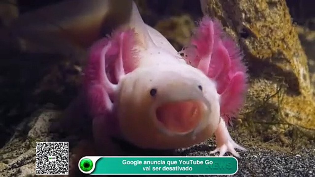 Google anuncia que YouTube Go vai ser desativado