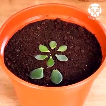 Grafting plants and more plant grafting tips