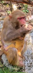mother monkey eats eggs!