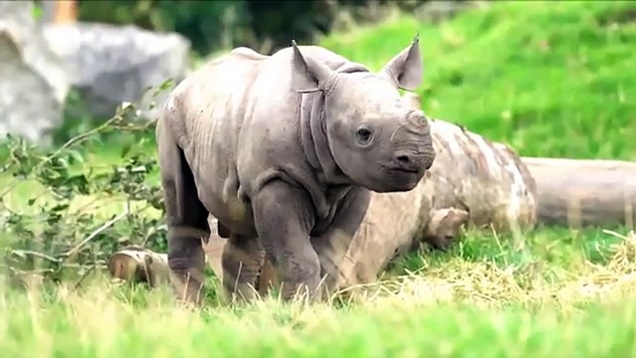 10_Most_Aggressive_Animals_in_the_World(360p)