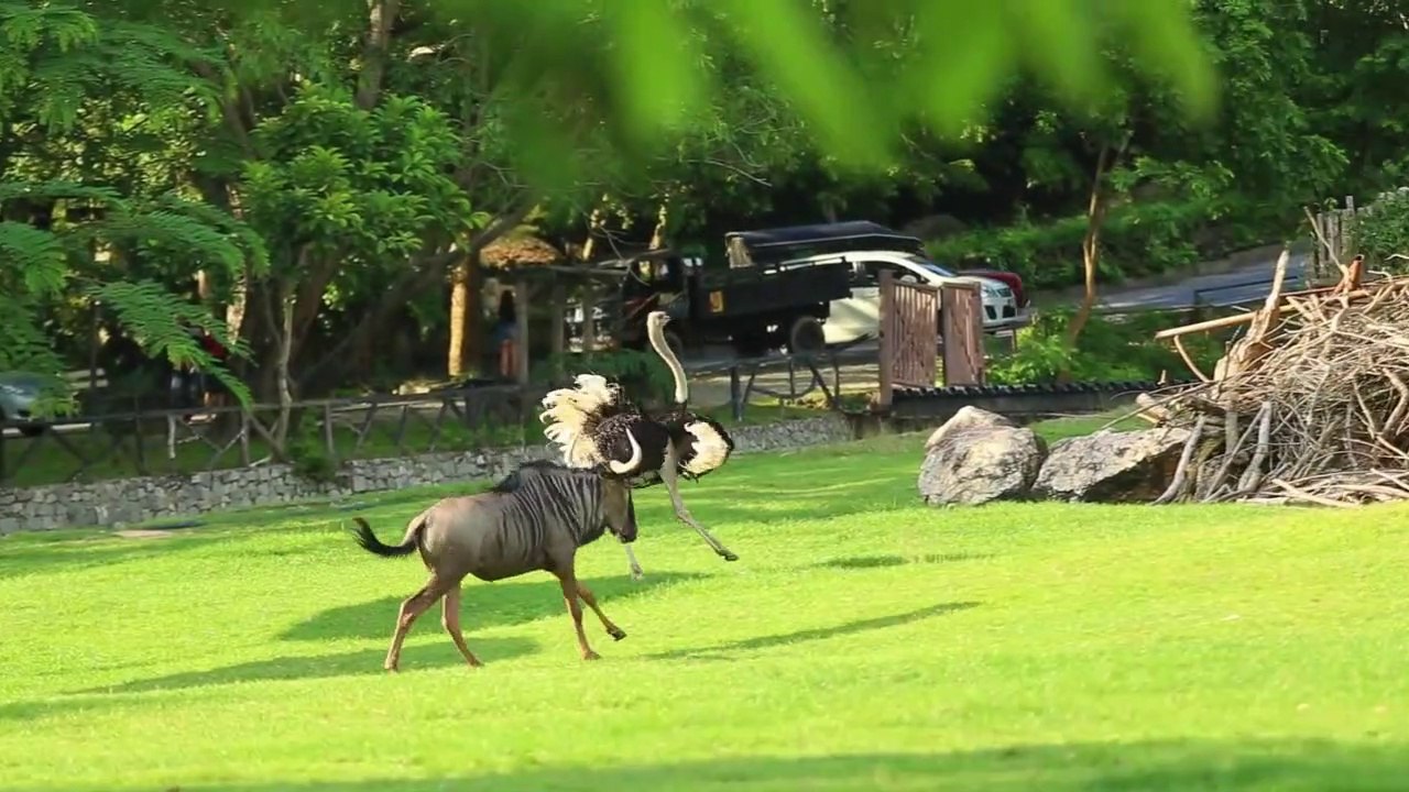 WILD BEAST CHASING OSTRICH FUNNY