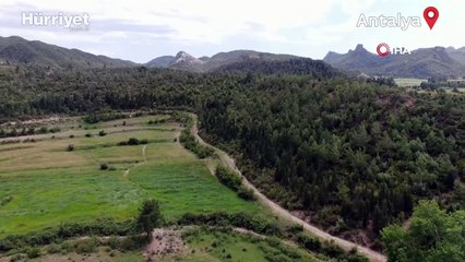 Antalya'da küle dönen ormanlık alanlar yeniden yeşile büründü