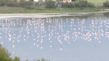 La Laguna de Fuente de Piedra en Málaga se llena de flamencos con el fin de la sequía