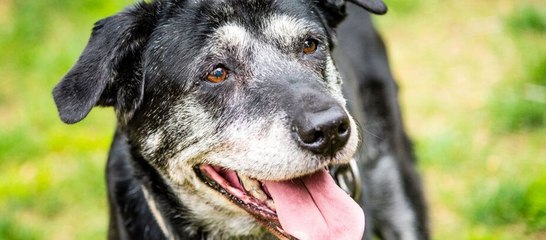 Cette étude permet d'établir l'espérance de vie de votre chien en fonction de sa race