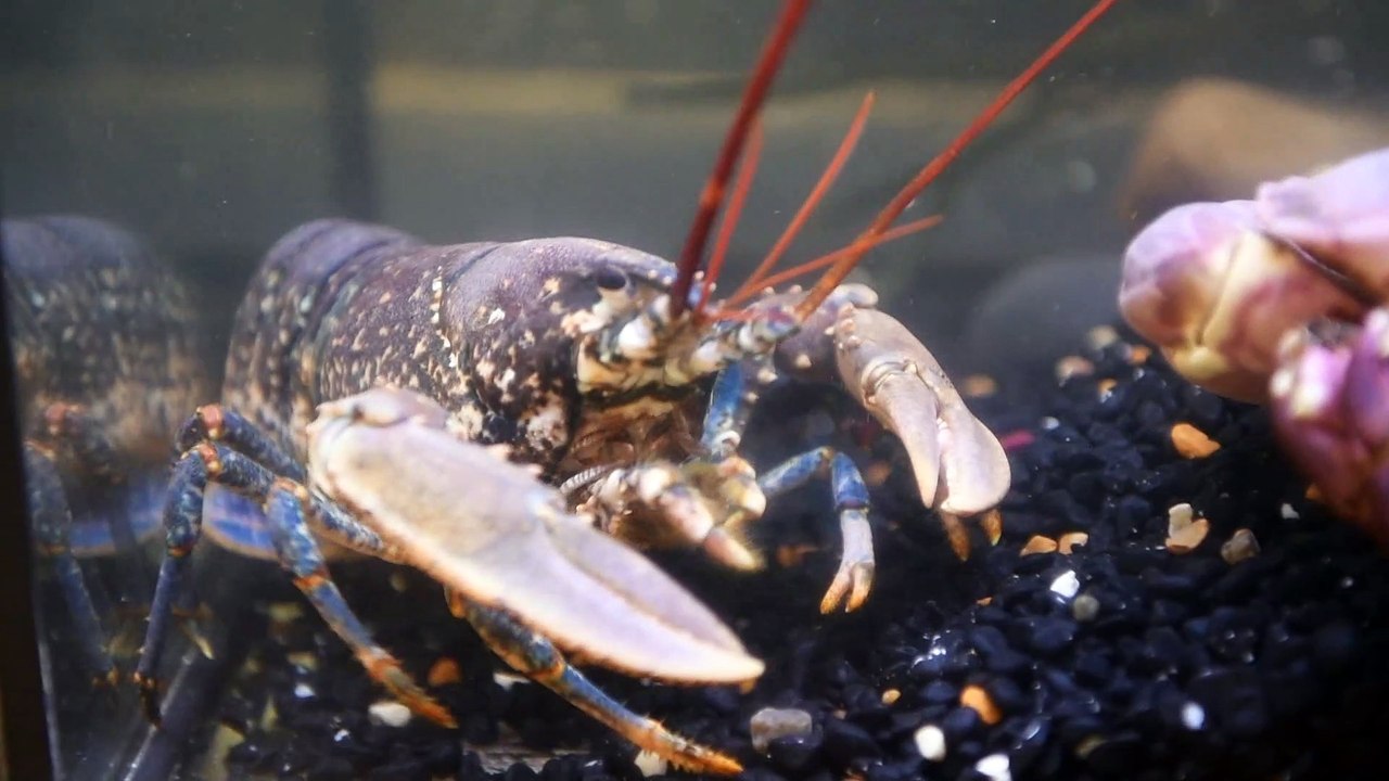 Lobster Hatchery Whitby
