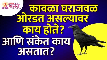 कावळा घराजवळ ओरडत असल्यामुळे काय होते? व त्याचे संकेत काय असतात? Crow Information | Crow Mahiti
