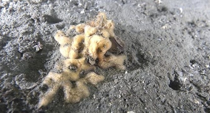 Müsilajdan sevindirici haber: Marmara’nın dibindeki süngerler canlanmaya başladı