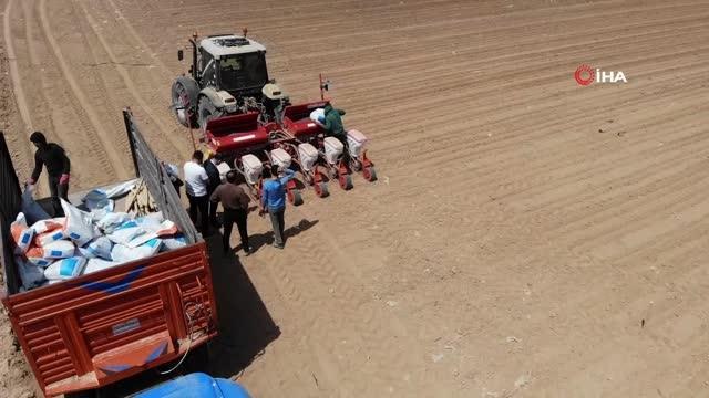 Konya Ovası'nda ayçiçeği ve pancarda yüksek rekolte umudu