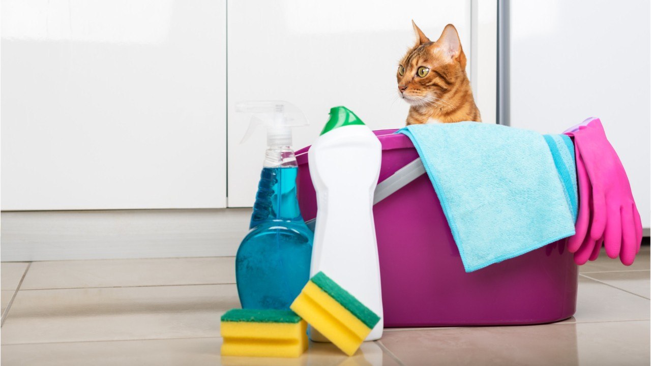 Schon spuren bestimmter putzmittel können katzen schaden