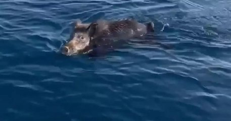 Var : un sanglier a été aperçu en train de nager... dans la mer !