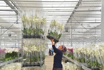 ANNELER GÜNÜ'NDE EN UCUZ ORKİDE 150 TL