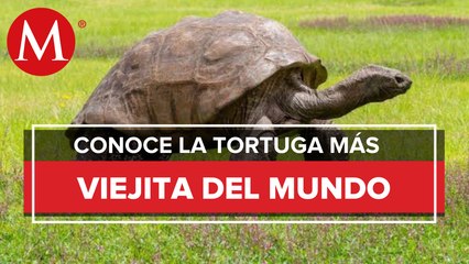 ¡El ser más longevo en el mundo! Jonathan, la tortuga que tiene 190 años