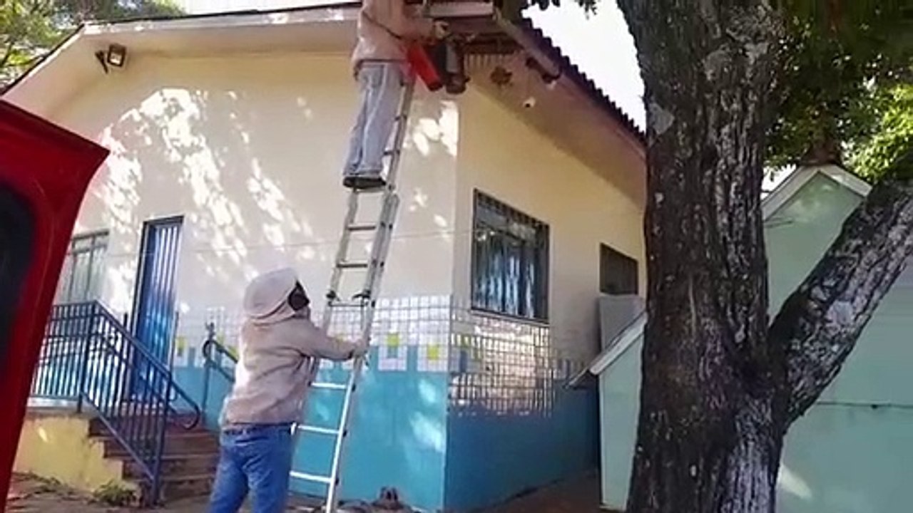 Defesa Civil realiza retirada de enxame de abelhas no fundo do Cmei do Bairro Floresta