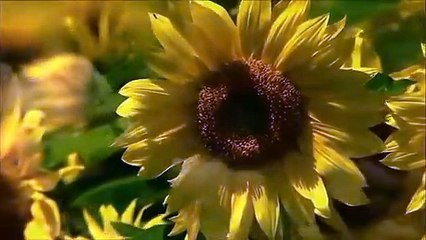 the most beautiful Quran Recitation - Heart Touching - Really emotional