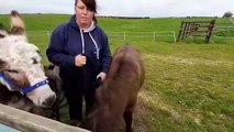 Meet the donkeys at a Hartlepool business with plans to expand