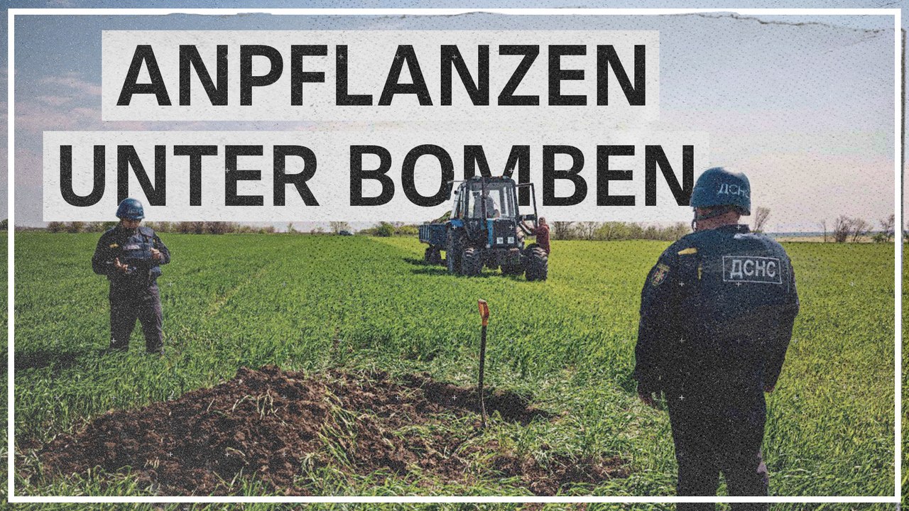Anpflanzen im Minenfeld: „Wir können den Anbau nicht stoppen“ 