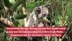 Australia: Koalas Are Now Designated as an Endangered Species