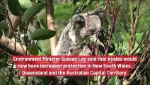 Australia: Koalas Are Now Designated as an Endangered Species