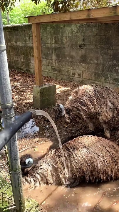 Splash Splash Emu