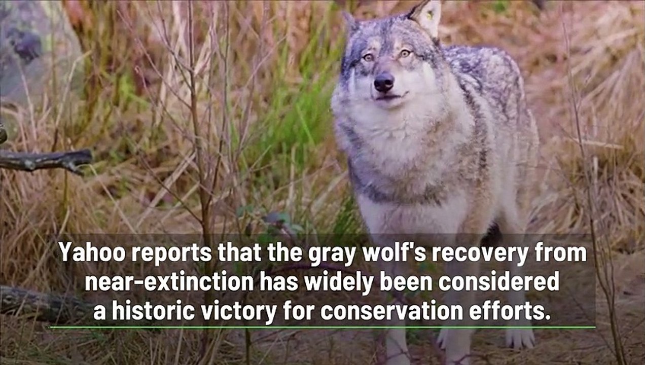 Federal Protections for Gray Wolves is Restored Across Much of the US