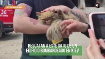 Rescatan a este gato de un edificio bombardeado en Kiev
