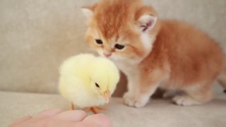 Kittens walk with a tiny chicken