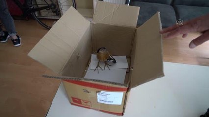 Yaralı bulunan balaban tedaviye alındı