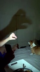 Corgi Puppy Protects His People from Shadow Monster