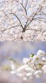 Pix In The 6ix: Shooting Cherry Blossoms