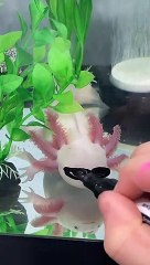 Cool Axolotl Sports Stylish Outfits