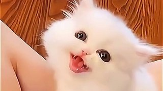 Baby Cat  Cute cat And Funny cats video