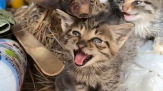 ❤️❤️ Cute Cat - Funny Cats Video - Cute Animals - Pets Videos - Cat videos