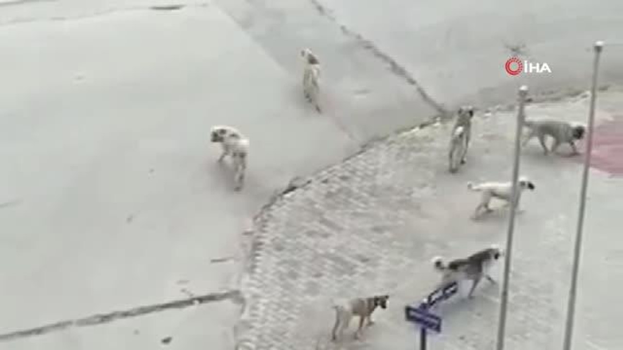 Ankara'da korku dolu anlar: 8 başıboş köpek yolda yürüyen genç kıza böyle saldırdı