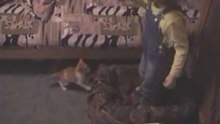 Our_kitten_MP4