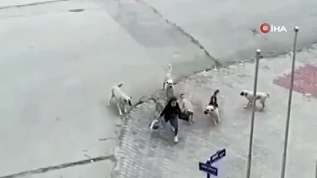 Ankara’da başıboş köpek dehşeti... Az kalsın canından oluyordu