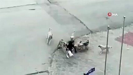 Başıboş köpekler saldırdı: Genç kız dehşeti yaşadı