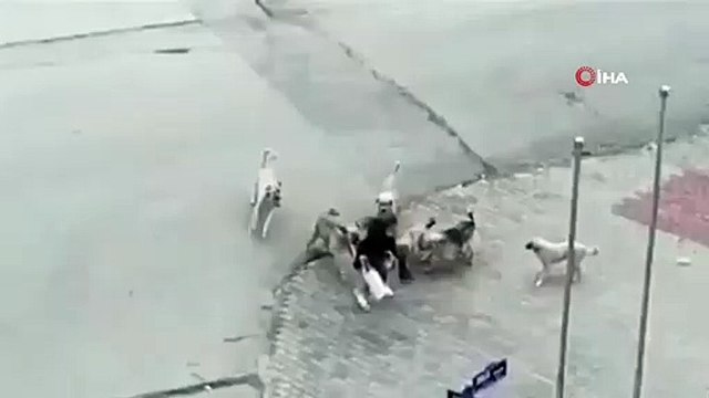 Başıboş köpekler saldırdı: Genç kız dehşeti yaşadı