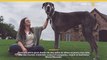 Un gran danés ha sido coronado como el perro vivo más alto del mundo por Guinness World Records.