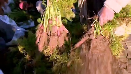 Tarımda "sahte gübre" tehdidi