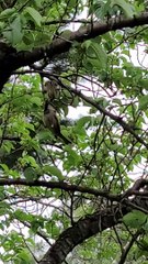 He's in the Birdhouse