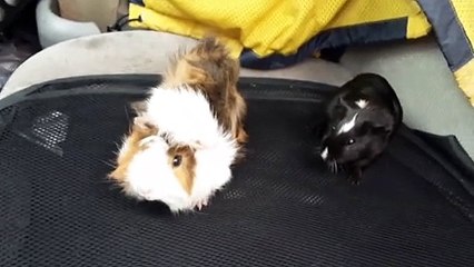 CAVIA PORCELLUS DAVID 20210430_172400