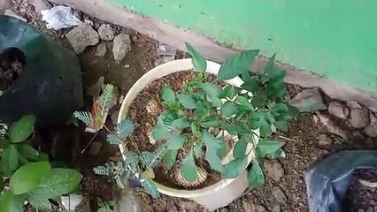 Ajaib cabe rawit dan panjang dalam satu pohon