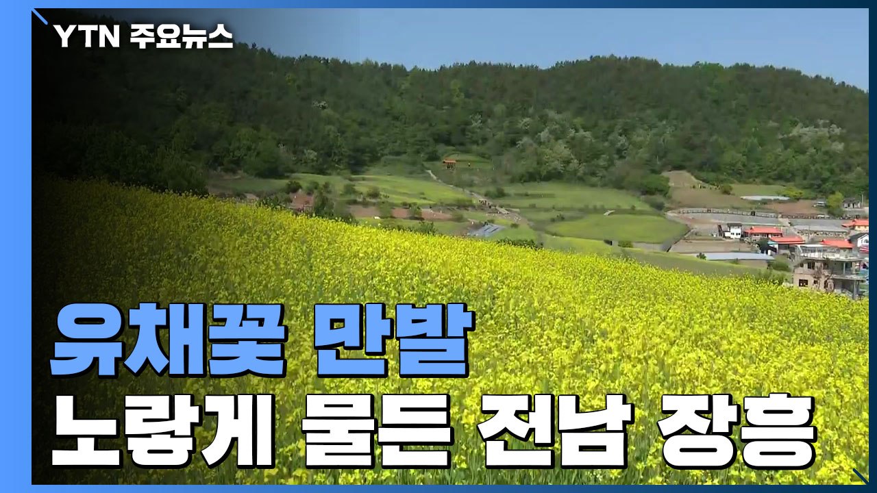 완연한 봄기운에 유채꽃 활짝...노란 물결 일렁이는 전남 장흥 / YTN